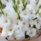 Букет 9 белых гладиолусов