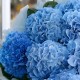 Букет 9 голубых гортензий