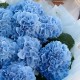 Букет 9 голубых гортензий