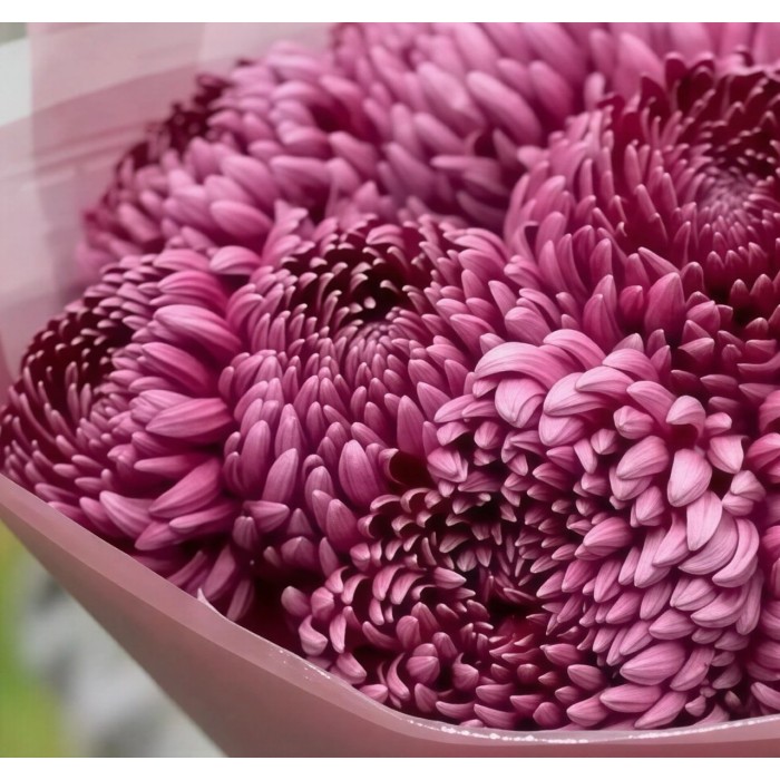 Букет 9 хризантем Бургунди Букет 9 хризантем Бургунди