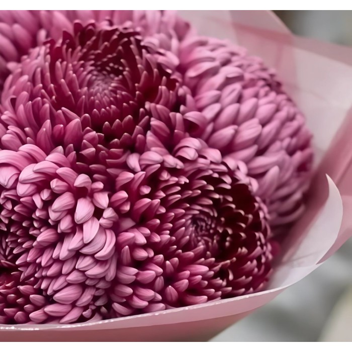 Букет 9 хризантем Бургунди Букет 9 хризантем Бургунди