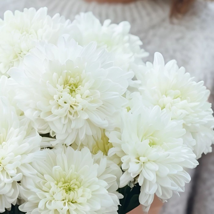 Букет 9 одноголовых хризантем Букет 9 одноголовых хризантем