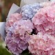 Букет 9 розово-голубых гортензий