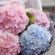 Букет 9 розово-голубых гортензий