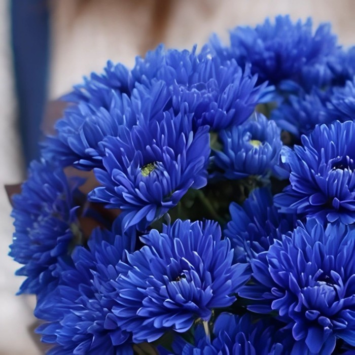 Маленький букет из синих хризантем Маленький букет из синих хризантем
