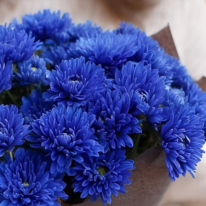 Маленький букет из синих хризантем Маленький букет из синих хризантем