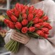 Тюльпан красный